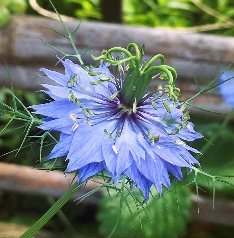 ナゴラン天然縞斑入り特大花芽付き 2021年4月3日 ナゴラン（名護ラン） 少し早めの開花です 5月頃が