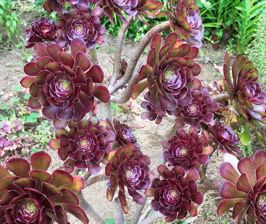 多肉植物アエオニウム ❤️ ナガ女王 ❤️ 成長した姿 豪華な名前の多肉＆アエオニウム人気(*´▽`*)♬ | ＊vanilla-days＊