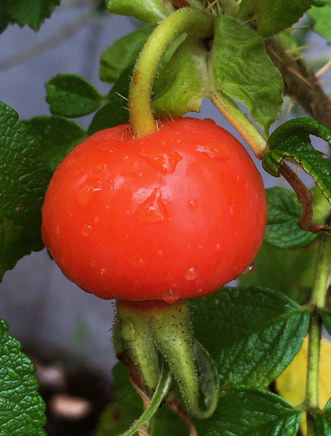 ハマナスの実と花 - Humanoid K's diary