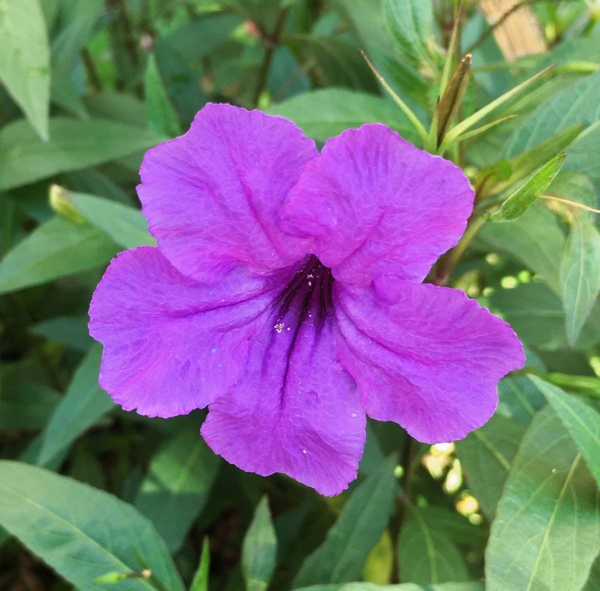 ムラサキルエリアの花 - Humanoid K's diary