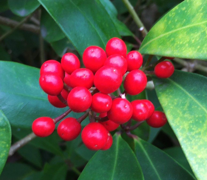 赤い実 ミヤマシキミの謎の赤い実 - Humanoid K's diary