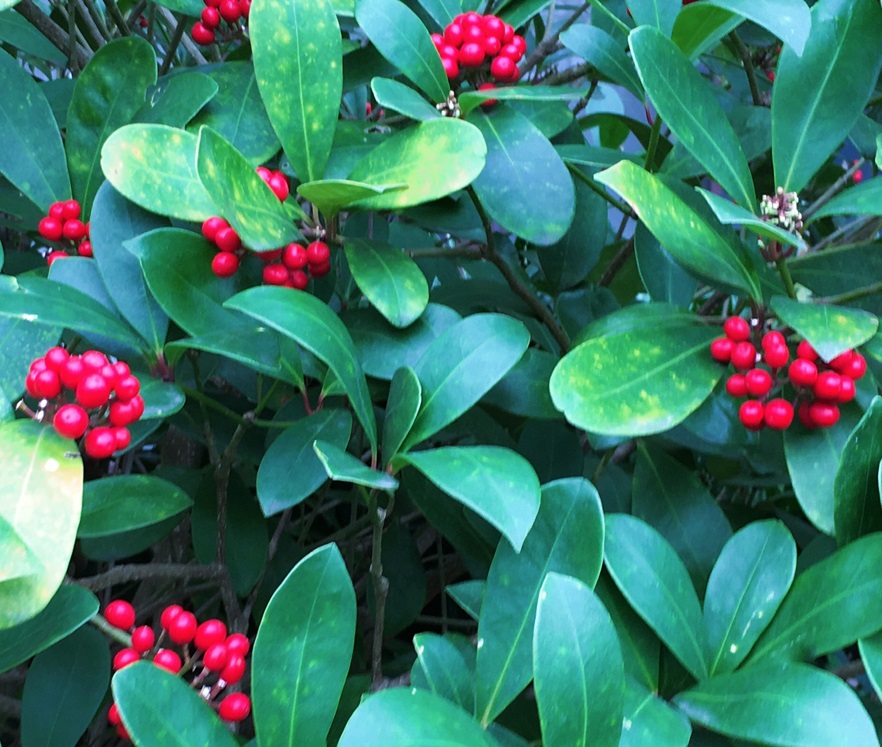 ミヤマシキミの謎の赤い実 - Humanoid K's diary