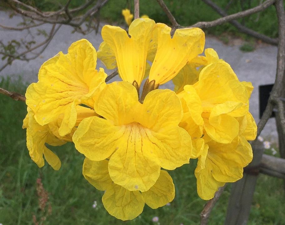 タチノウゼンの黄色い花: ここは屋久島 黄色の花が美しい イペー 651