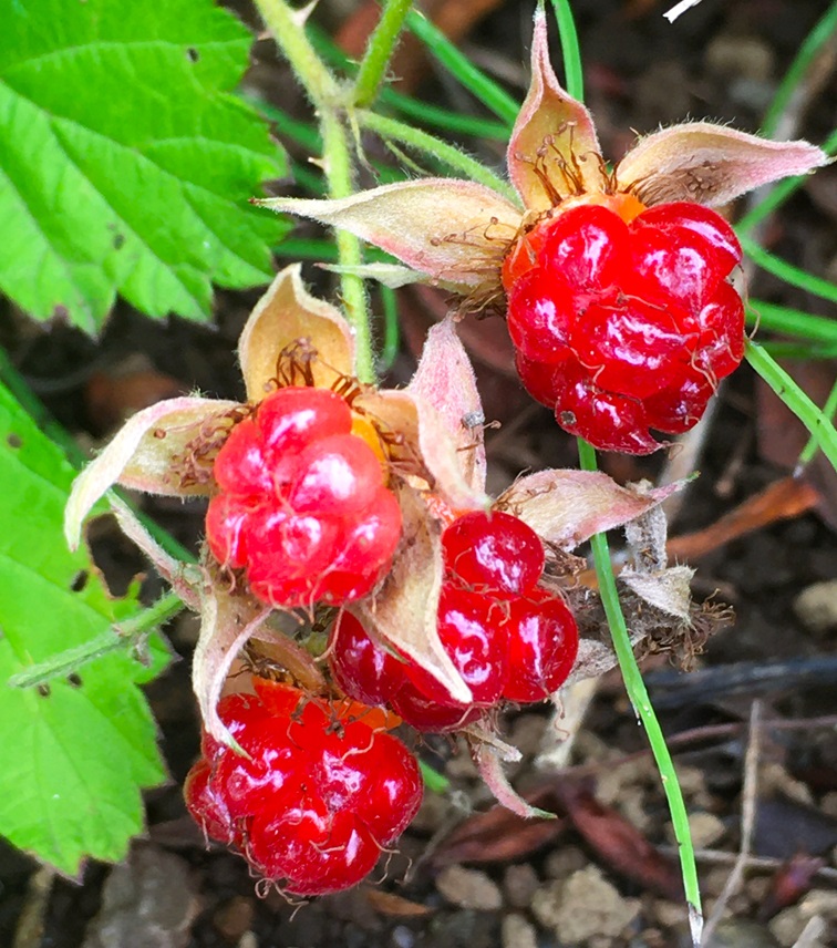 ナワシロイチゴの赤い実 - Humanoid K's diary