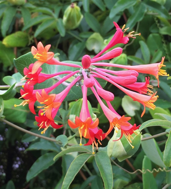 エトルリア・ハニーサックル（Lonicera etrusca）の花 - Humanoid K's