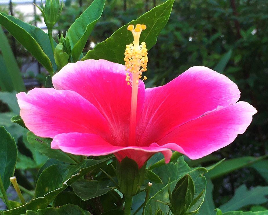 ハイビスカス緑色アフリカンバティック A beautiful surprise!! My Red Hibiscus produced this unusual