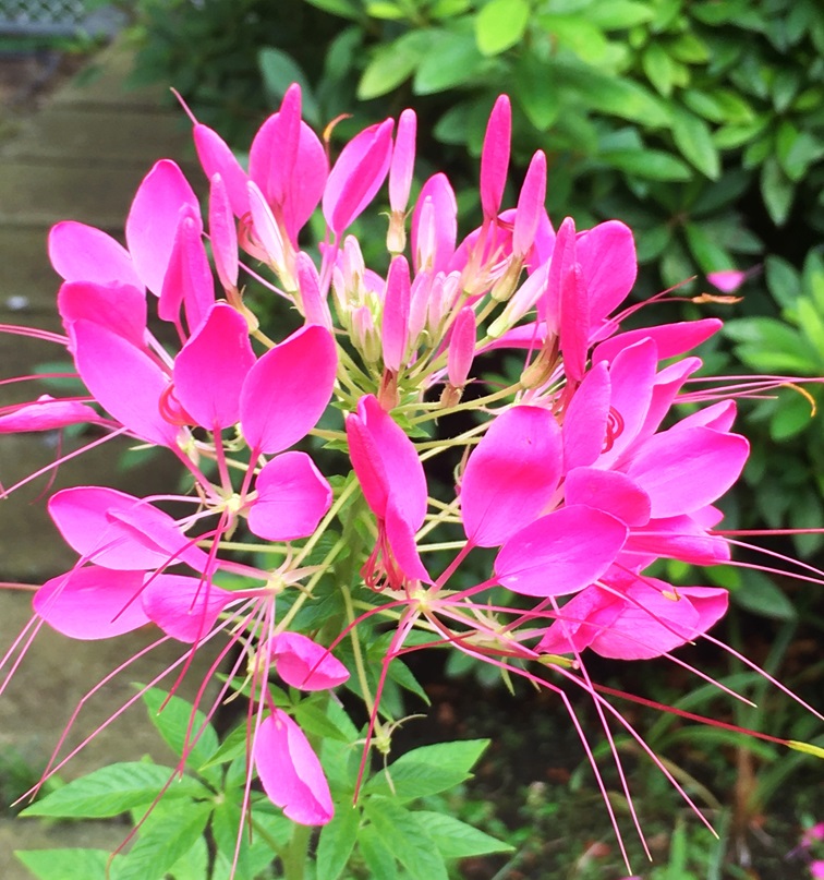 クレオメの花：形と色 - Humanoid K's diary