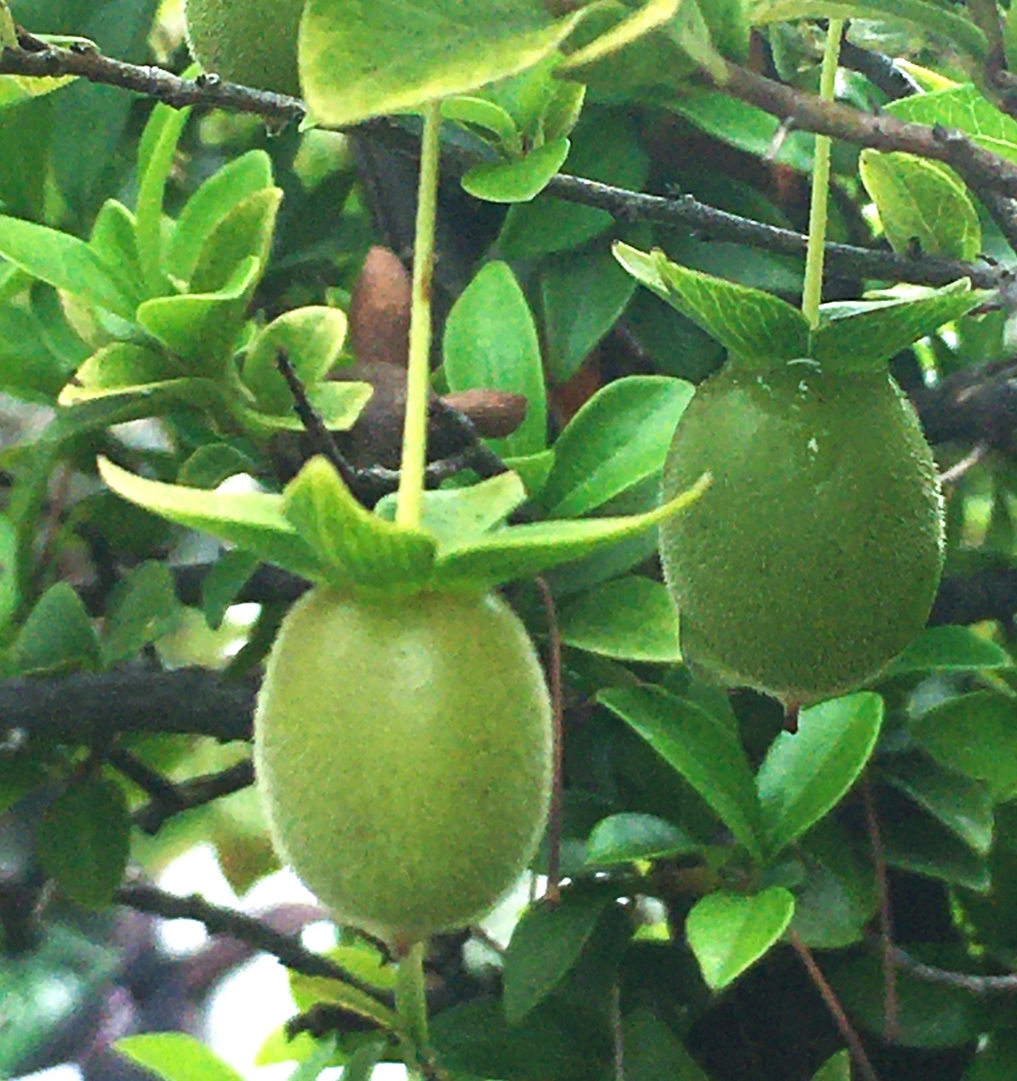 JJ様　　ジキジキの実 ZEAKE Zサーディンを徹底インプレ！ | まるなか大衆鮮魚