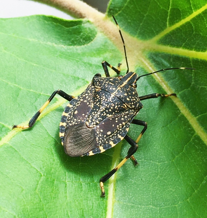 今年のキマダラカメムシ - Humanoid K's diary