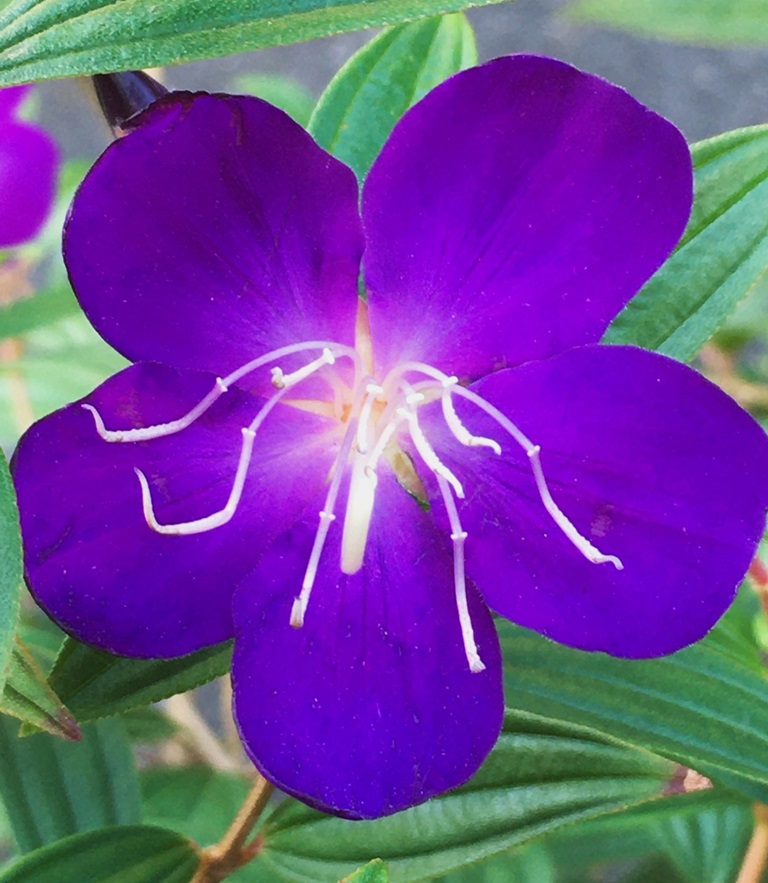 のこのこ。紫陽花リクエスト７点 試し撮りに彼岸花と思ったらピーク終わってました😩 他にもこの