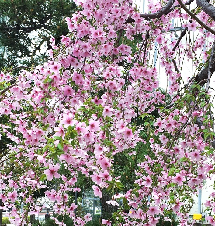 枝垂れ桜 - Humanoid K's diary