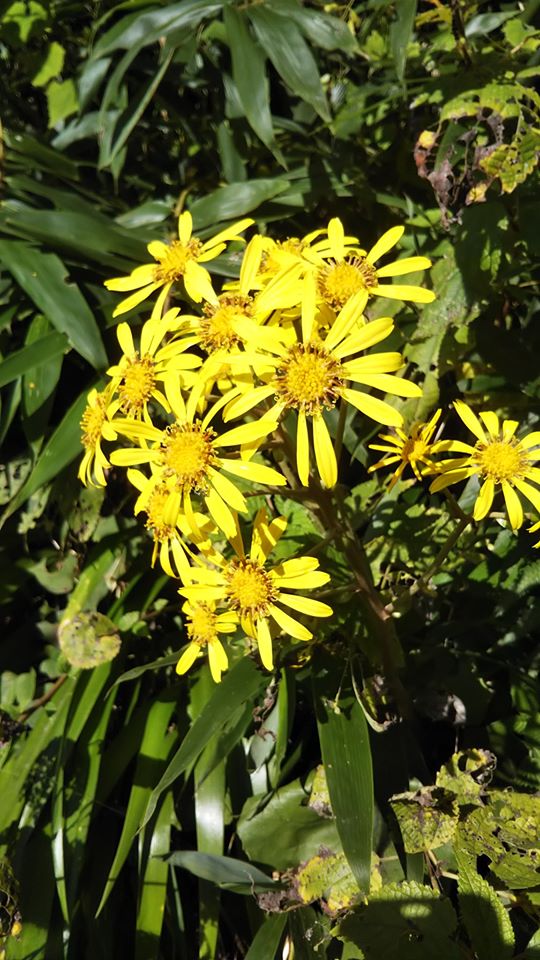 f:id:huumonkan:20191117125047j:plain f:id:huumonkan:20191117125047j:plain