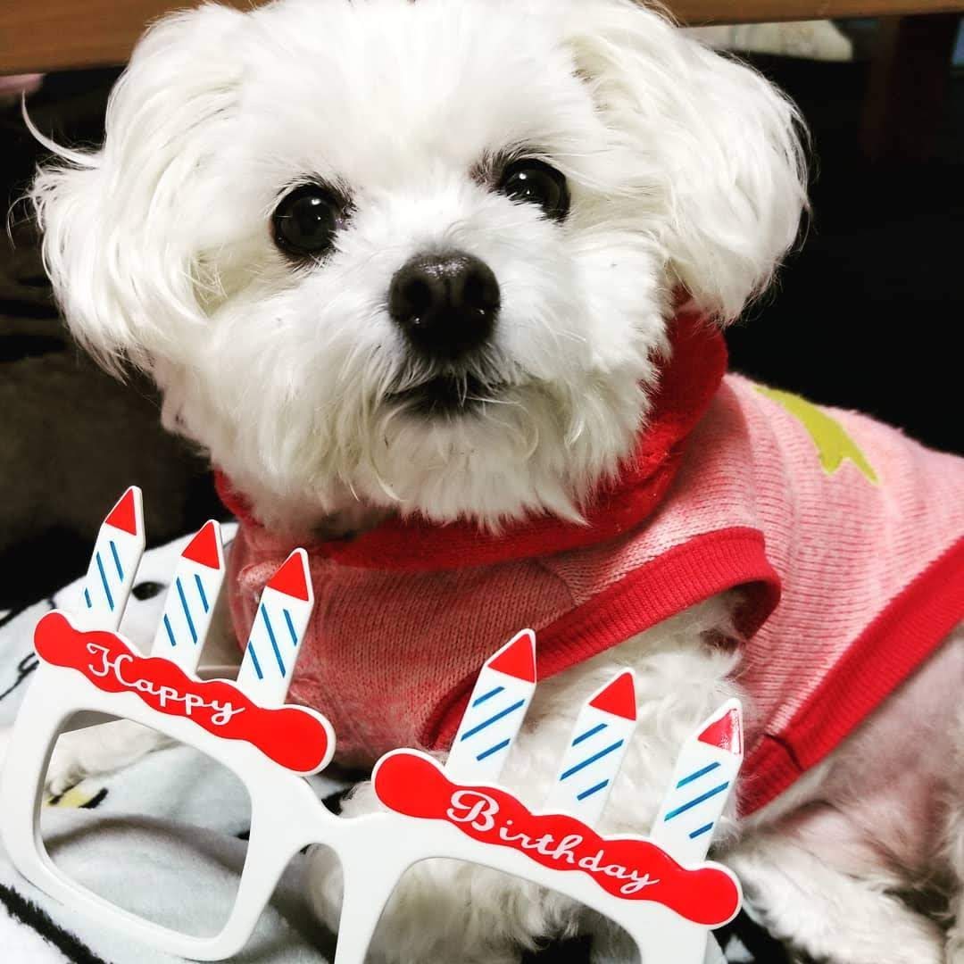 実家の犬