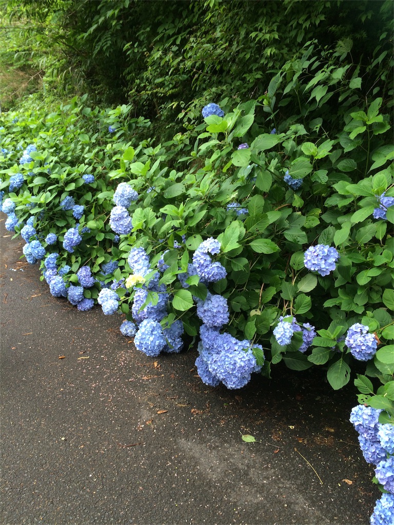 f:id:huuzoo:20160629183559j:image f:id:huuzoo:20160629183559j:image