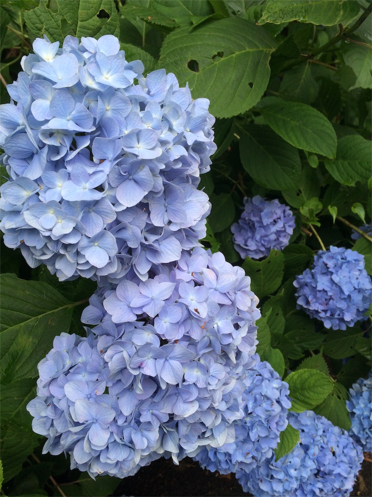 f:id:huuzoo:20160629183621j:image f:id:huuzoo:20160629183621j:image