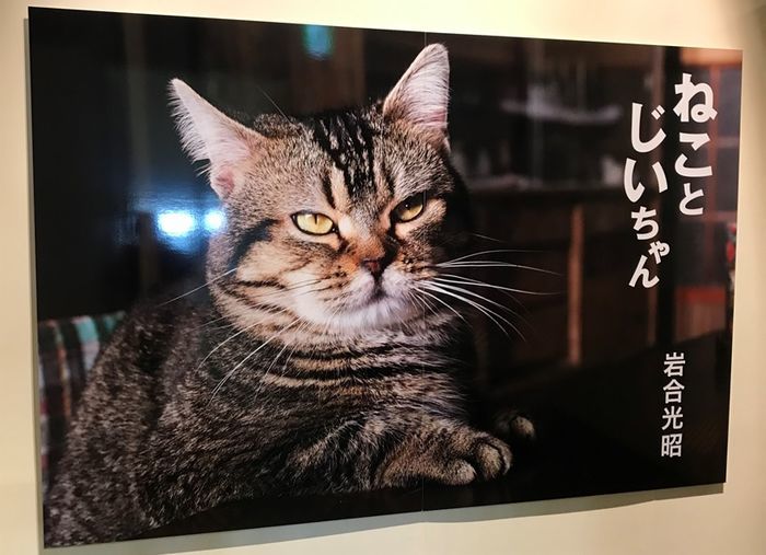 ねことじいちゃんの主人公タマ(猫)の写真