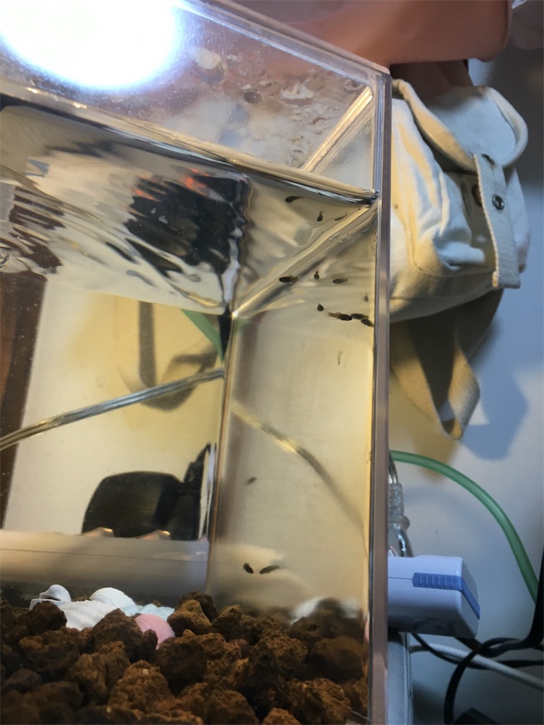 f:id:hw16a065:20170129215219j:image