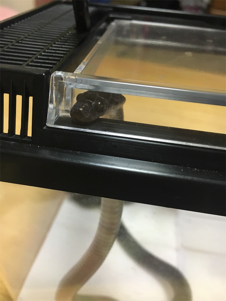 f:id:hw16a065:20170204163252j:image