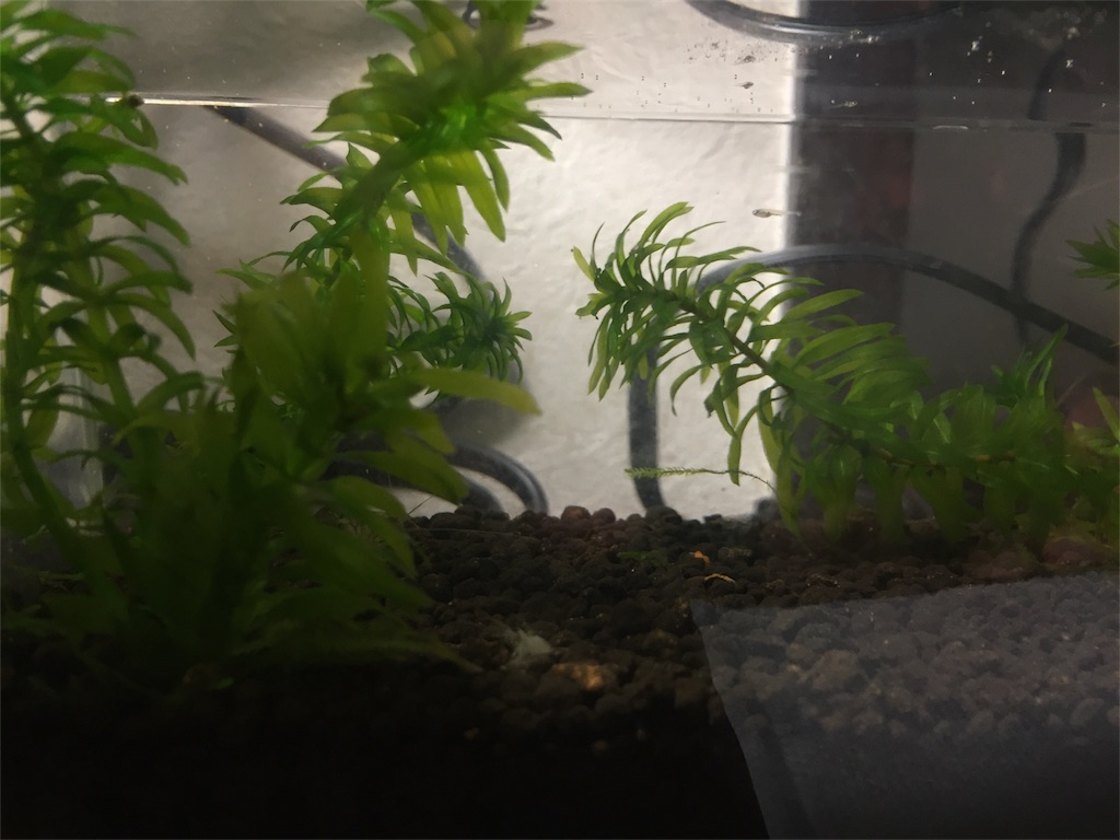 f:id:hwhw:20171230004618j:image