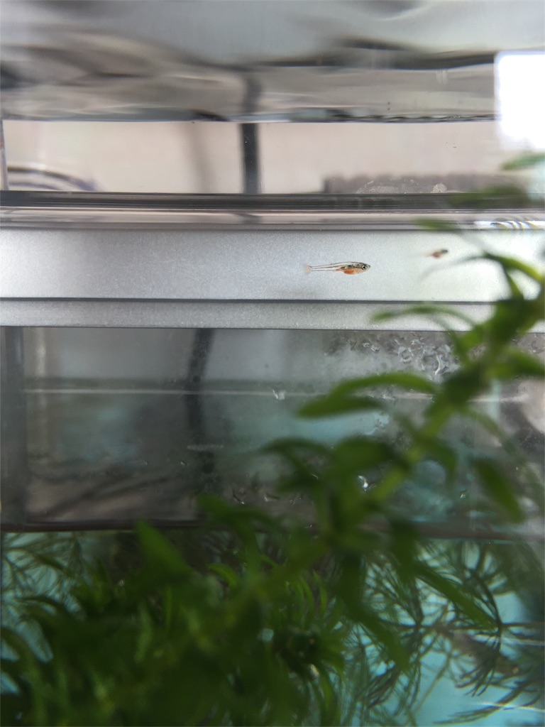 f:id:hwhw:20171230004628j:image