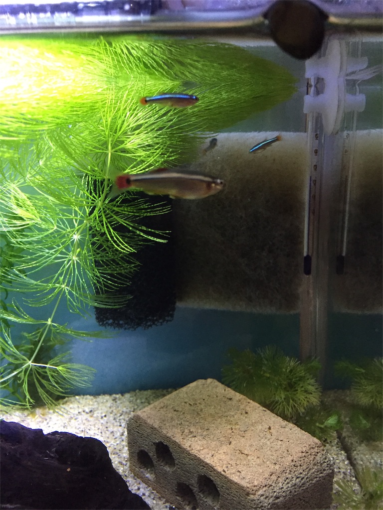 f:id:hwhw:20171230004639j:image f:id:hwhw:20171230004639j:image