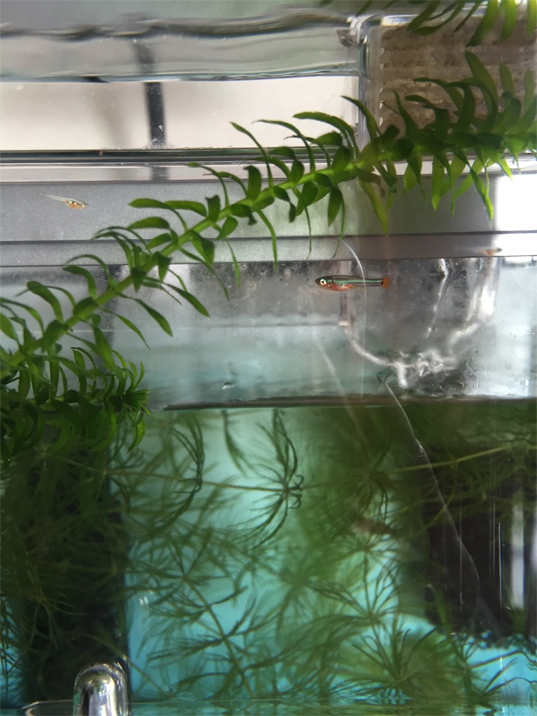 f:id:hwhw:20171230004843j:image