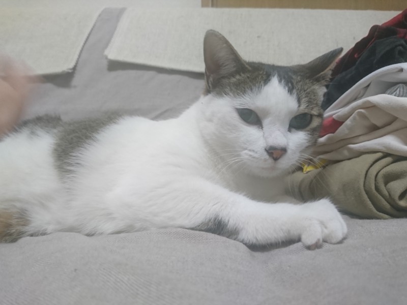 f:id:hx2:20180501203434j:plain f:id:hx2:20180501203434j:plain