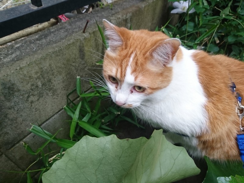 f:id:hx2:20180503170737j:plain f:id:hx2:20180503170737j:plain