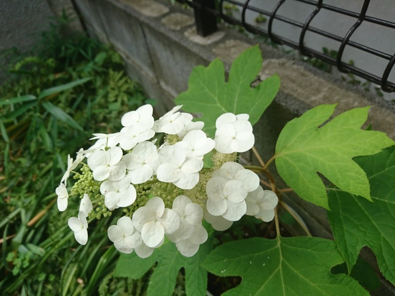 f:id:hx2:20180530104835j:plain f:id:hx2:20180530104835j:plain
