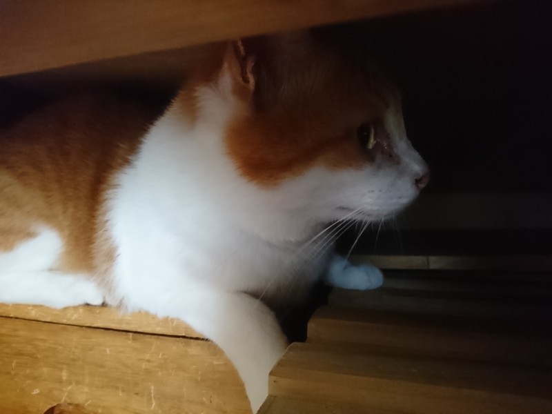 f:id:hx2:20180708165247j:plain f:id:hx2:20180708165247j:plain