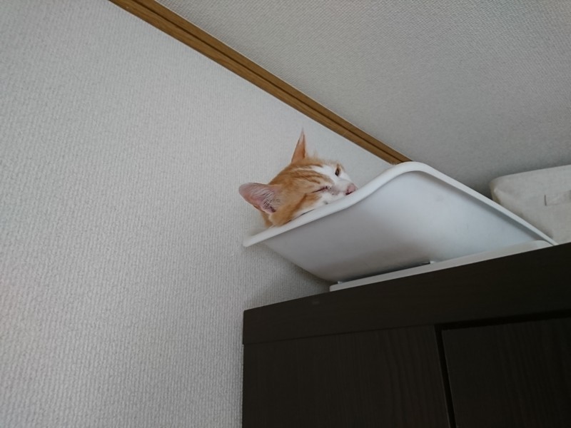 f:id:hx2:20180728082829j:plain f:id:hx2:20180728082829j:plain