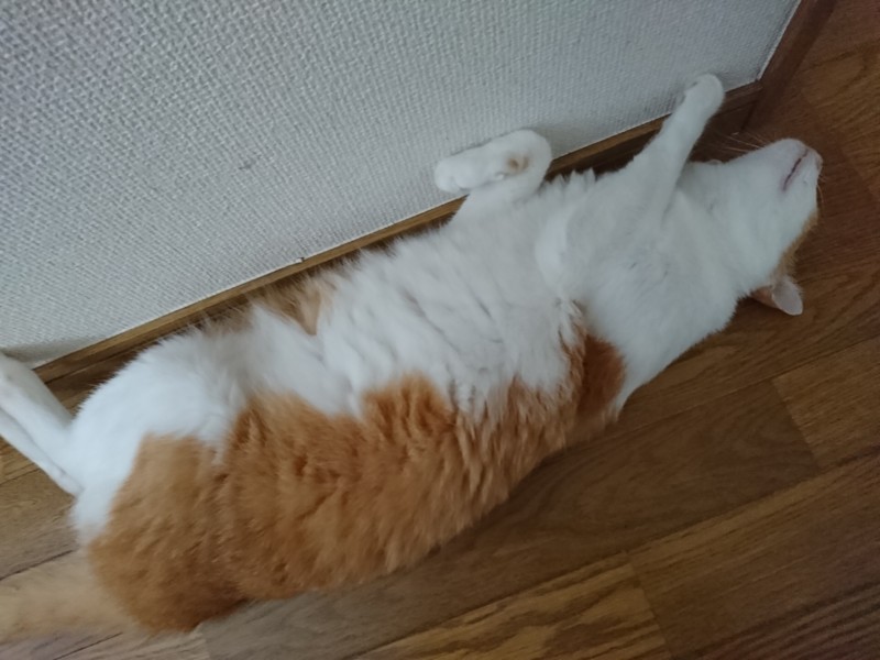 f:id:hx2:20180805084701j:plain f:id:hx2:20180805084701j:plain