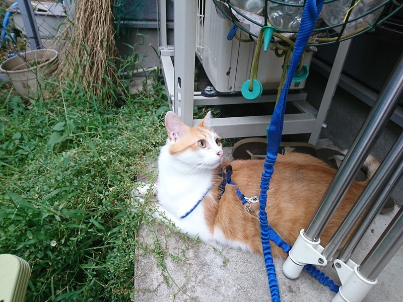 f:id:hx2:20180909170859j:plain f:id:hx2:20180909170859j:plain