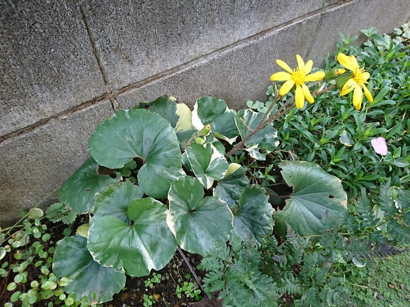 f:id:hx2:20181111103127j:plain f:id:hx2:20181111103127j:plain