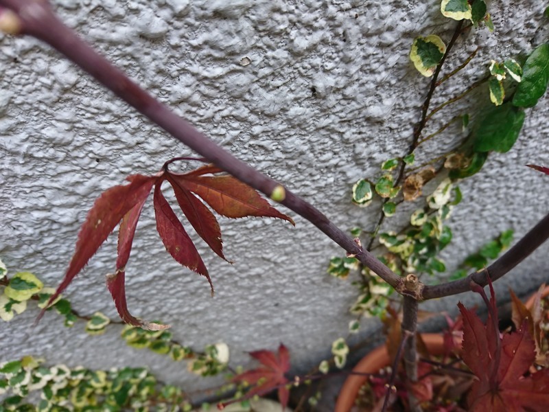 f:id:hx2:20181212141240j:plain f:id:hx2:20181212141240j:plain