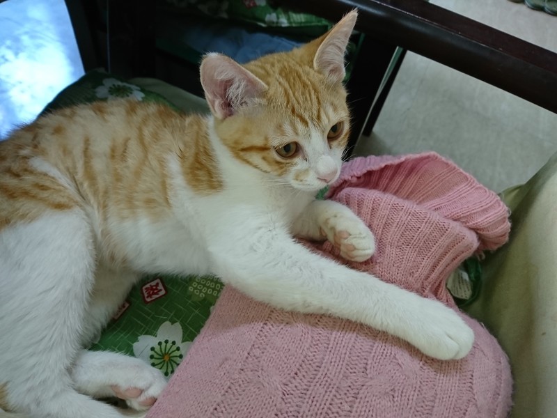 f:id:hx2:20190118125115j:plain f:id:hx2:20190118125115j:plain
