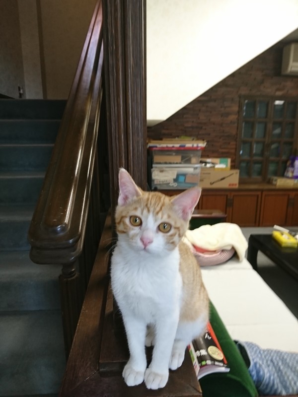 f:id:hx2:20190118135730j:plain f:id:hx2:20190118135730j:plain