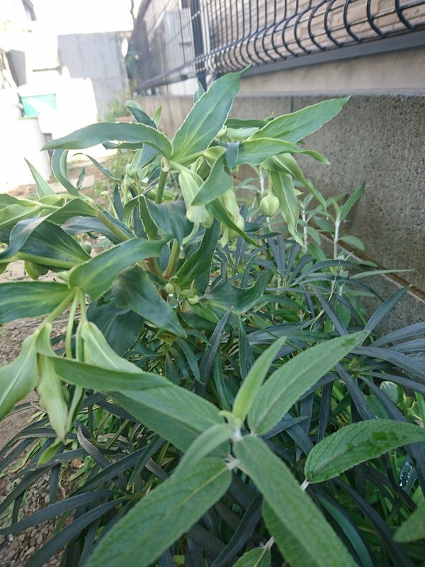 f:id:hx2:20190129122513j:plain f:id:hx2:20190129122513j:plain