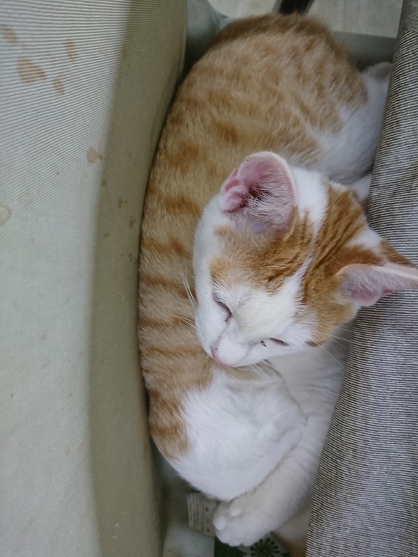 f:id:hx2:20190223110109j:plain f:id:hx2:20190223110109j:plain