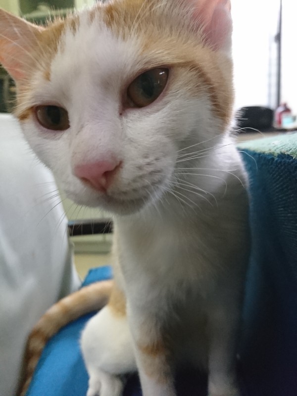 f:id:hx2:20190223110113j:plain f:id:hx2:20190223110113j:plain