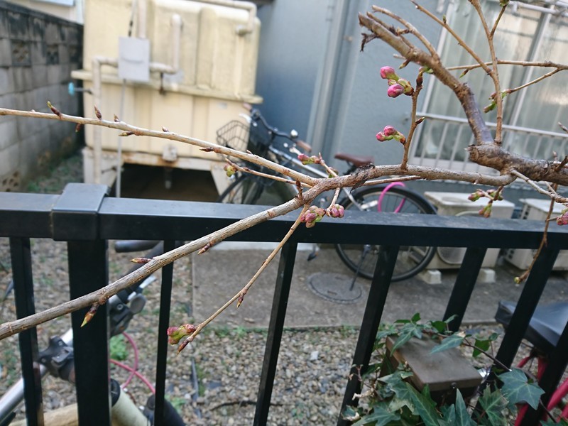 f:id:hx2:20190309095006j:plain f:id:hx2:20190309095006j:plain