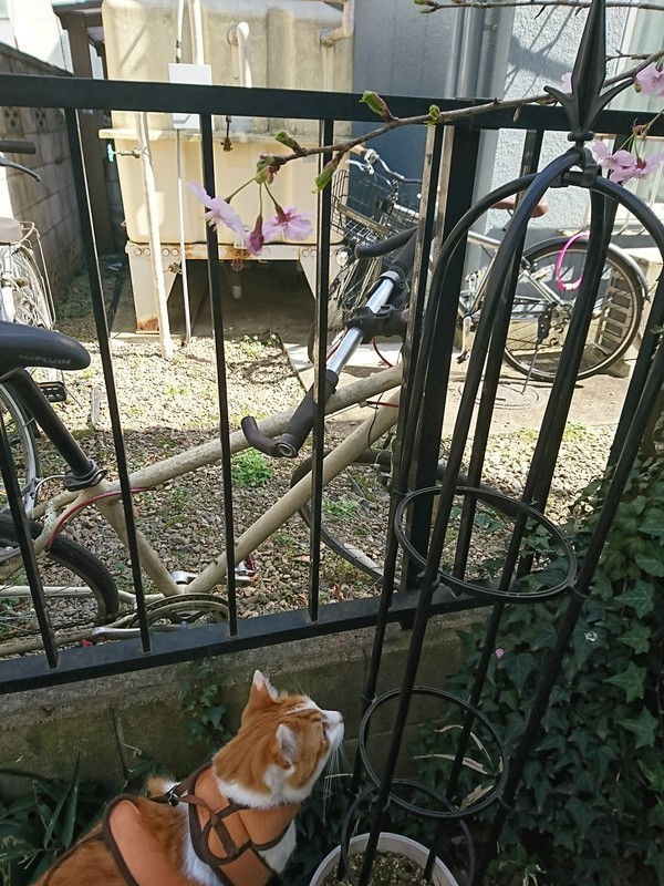 f:id:hx2:20190318131330j:plain f:id:hx2:20190318131330j:plain