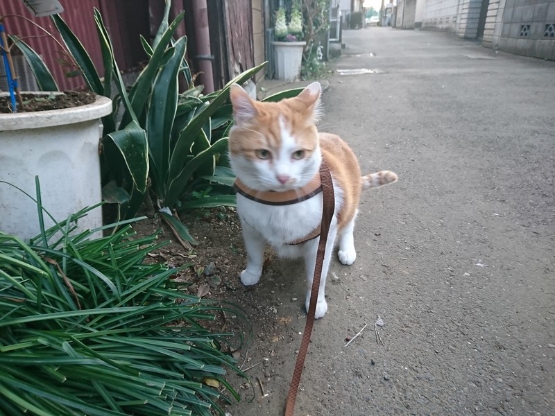 f:id:hx2:20190405173724j:plain f:id:hx2:20190405173724j:plain