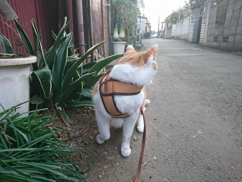 f:id:hx2:20190405173728j:plain f:id:hx2:20190405173728j:plain