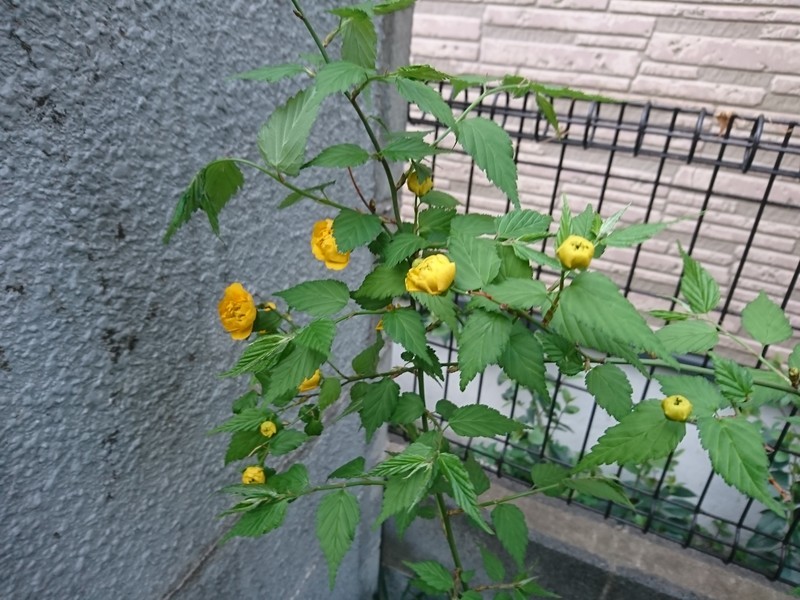 f:id:hx2:20190405174223j:plain f:id:hx2:20190405174223j:plain