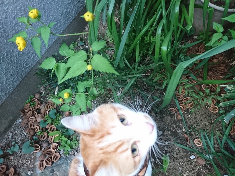 f:id:hx2:20190405174228j:plain f:id:hx2:20190405174228j:plain