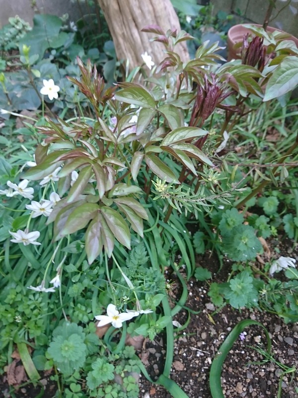 f:id:hx2:20190409164503j:plain f:id:hx2:20190409164503j:plain