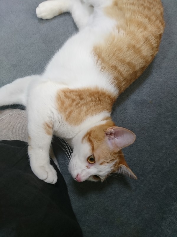 f:id:hx2:20190412130155j:plain f:id:hx2:20190412130155j:plain