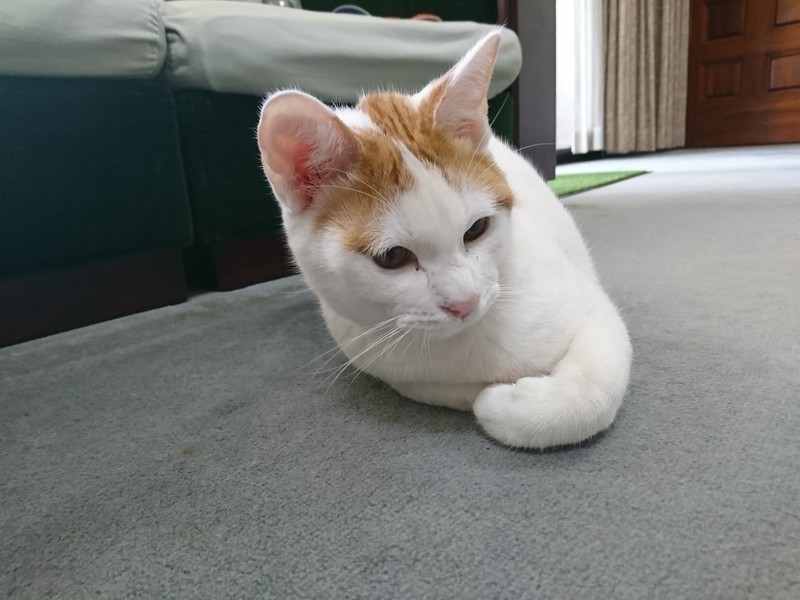 f:id:hx2:20190412130832j:plain f:id:hx2:20190412130832j:plain