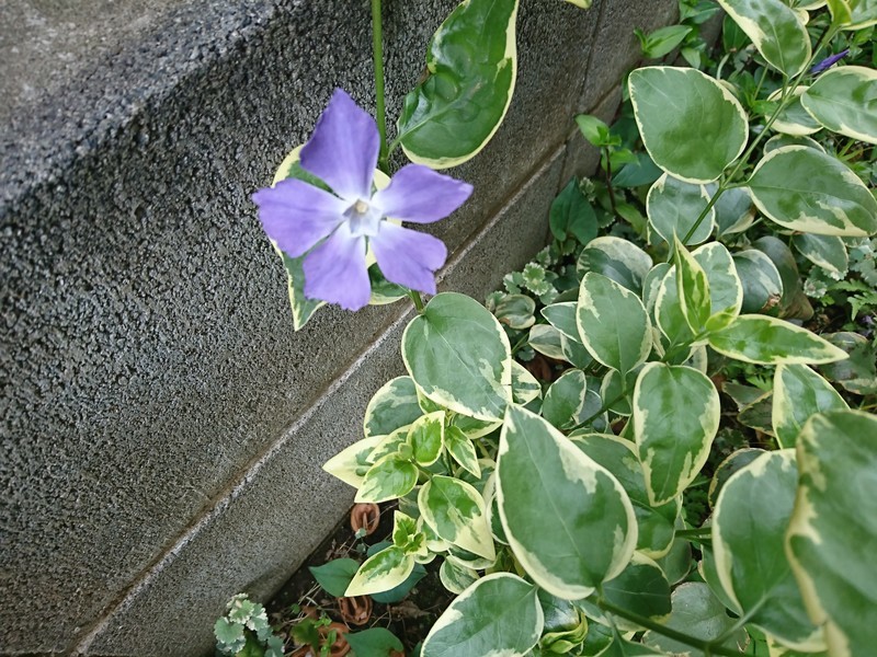 f:id:hx2:20190414131059j:plain f:id:hx2:20190414131059j:plain